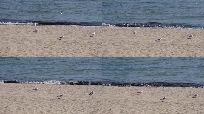 宁静的海景，没有人和海鸥在海岸线沙滩上
