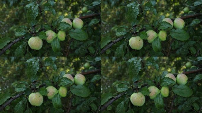 花园里一棵树上的新鲜绿色成熟有机苹果准备在阳光下收获