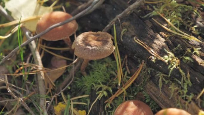 芬兰埃斯波的树干上有很多蘑菇