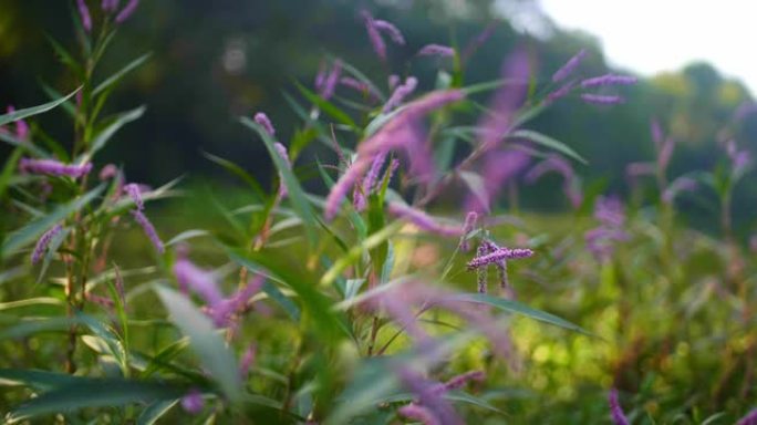 起绒花-拉丁名-仿金雀花