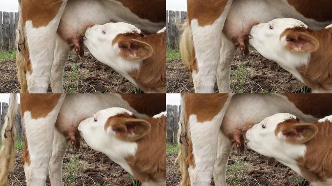 新生小牛乳牛吃奶的视频