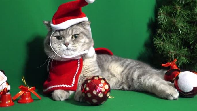 一只可爱的圣诞猫。圣诞节和新年庆祝概念