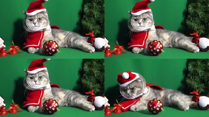 一只可爱的圣诞猫。圣诞节和新年庆祝概念