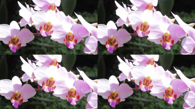 蝴蝶兰或春天盛开的紫色兰花装饰着大自然的美丽，罕见的野生兰花装饰着热带花园