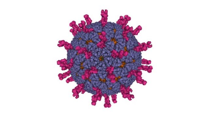 传染性轮状病毒粒子的原子模型。