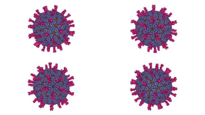 传染性轮状病毒粒子的原子模型。