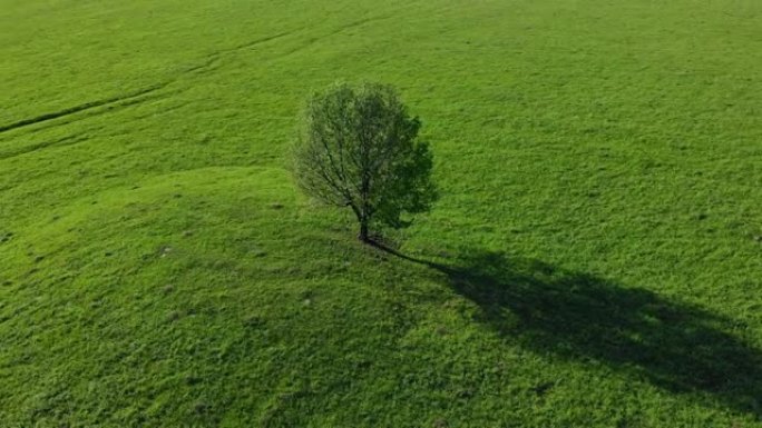 阳光明媚的天气里，绿色草地上的一棵孤独的树。