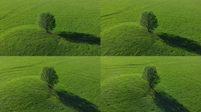 阳光明媚的天气里，绿色草地上的一棵孤独的树。