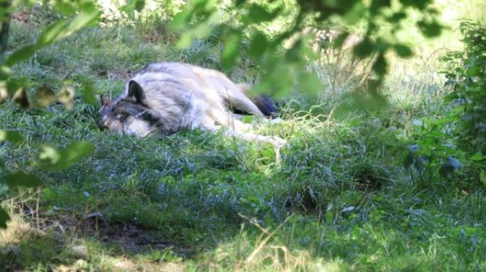 欧亚狼躺在草地上