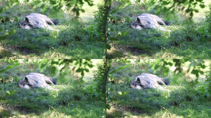 欧亚狼躺在草地上
