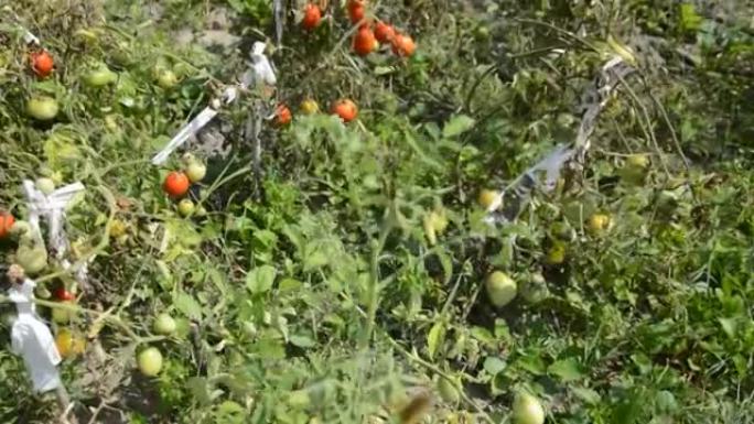 成熟的西红柿在花园里成熟了