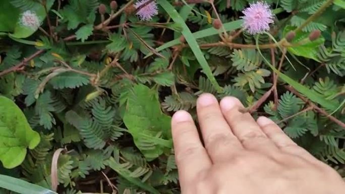 手指触摸含羞草植物。