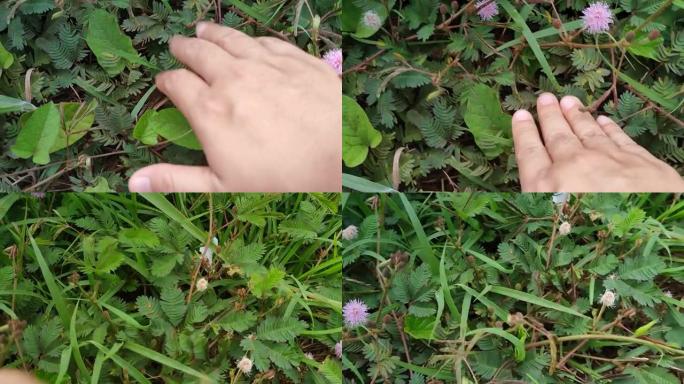 手指触摸含羞草植物。