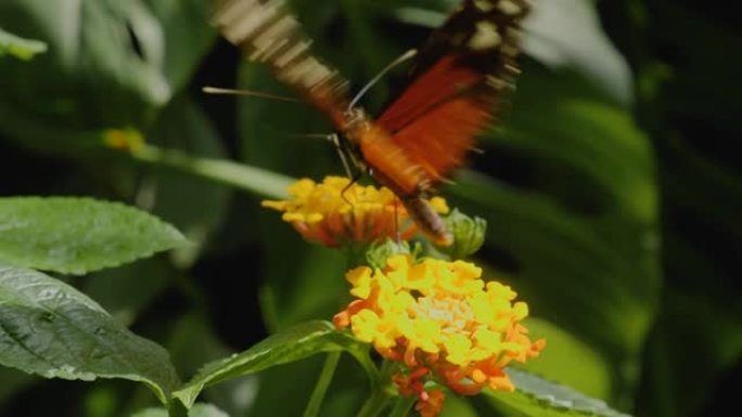 老虎长翼蝴蝶Heliconius hecale的特写