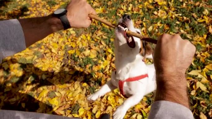 听话的狗，杰克·罗素 (Jack Russell) 享受与主人的玩耍时间