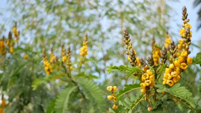 非洲番泻叶花开，美国加利福尼亚州园艺。天然植物学特写背景。春天的晨间花园绽放黄色，春天的新鲜植物在柔