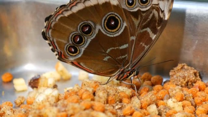 灰褐色翅膀的热带蝴蝶在一个特殊的盒子里吃食物