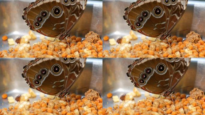 灰褐色翅膀的热带蝴蝶在一个特殊的盒子里吃食物
