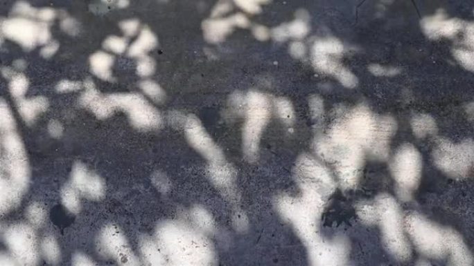Wrightia抗痢疾树影反映在混凝土地板上