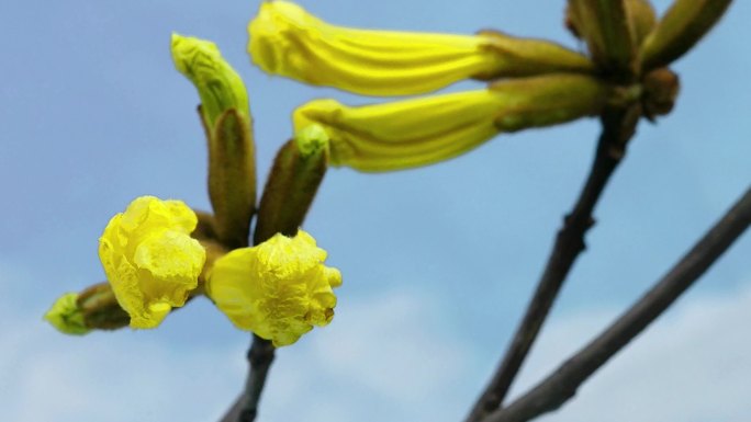 黄花风铃木开花延时摄影