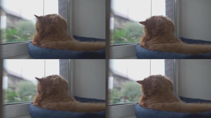 成年姜猫用舌头在动物床上的窗户附近舔自己，窗外是阴冷的天气，猫是舒适而温暖的。红猫在窗台上洗自己