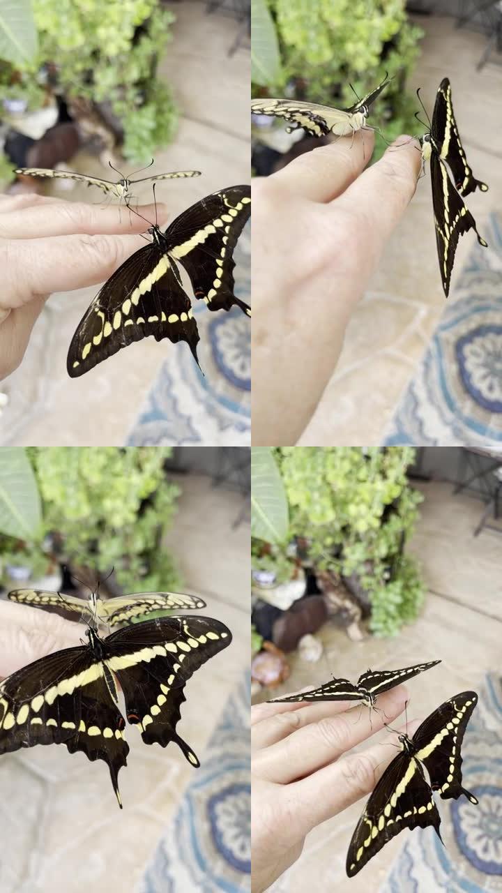 两只黑色燕尾蝴蝶