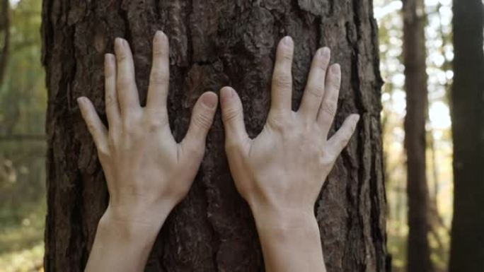 雌性手触摸和抚摸森林中的松树树皮。手触摸古老雄伟的橡树。热爱自然。和谐平静放松。拯救地球绿色星球。