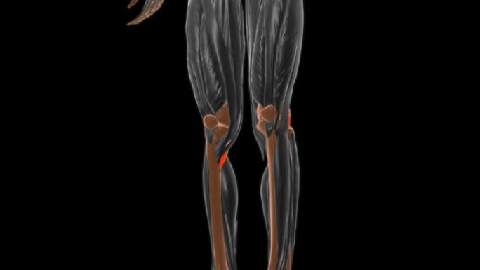 医学概念3D的Popliteus肌肉解剖学