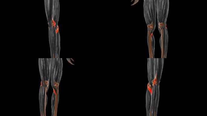 医学概念3D的Popliteus肌肉解剖学