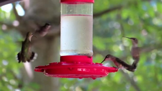 许多蜂鸟在糖水喂食器上盘旋并觅食