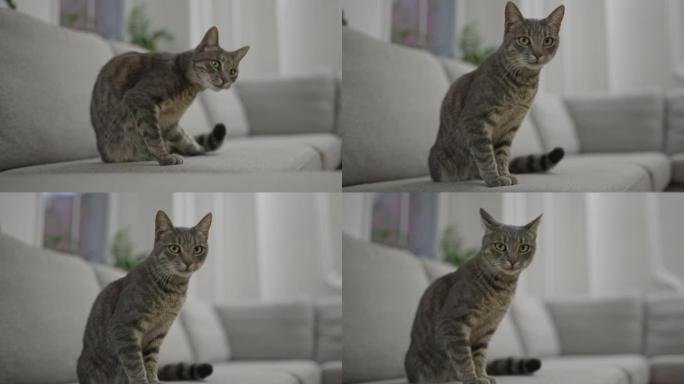 家里沙发上的虎斑猫