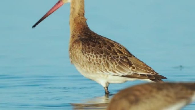 鸟-黑尾Godwit (Limosa limosa) 在浅水中行走，采摘长喙的淤泥，在夏天阳光明媚的