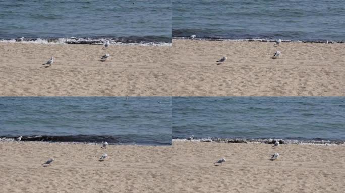 宁静的海景，没有人和海鸥在海岸线沙滩上