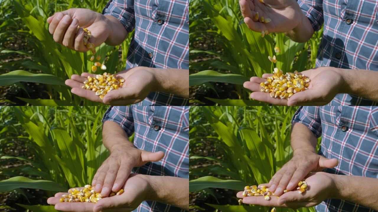 玉米种子在农民手中，在日落时分对抗蓝天，农业。收获后，慢动作农民在田间用手拔罐玉米粒。持有玉米收获谷