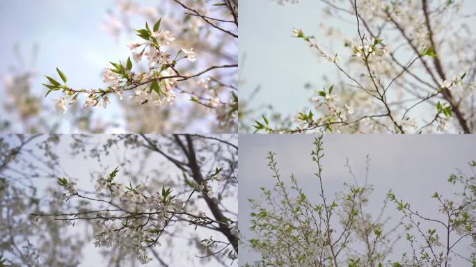 樱花 春天 花季  浪漫 清新 春暖花开