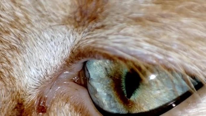 猫眼的特写镜头。宏猫眼