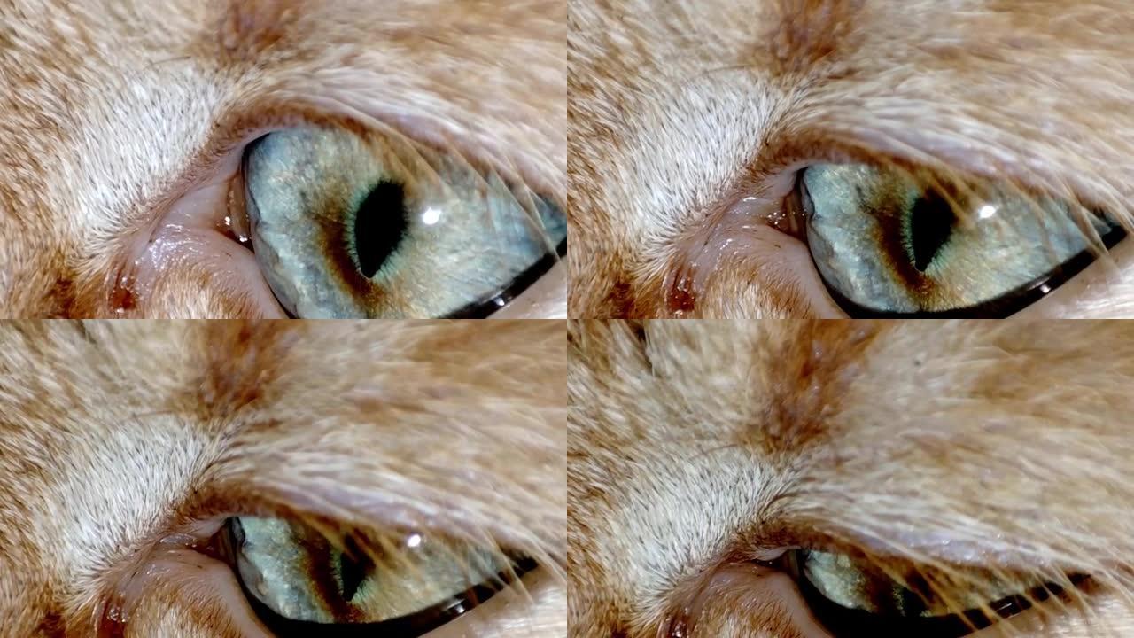 猫眼的特写镜头。宏猫眼