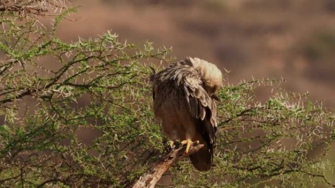 坐在黄褐色的鹰-天鹰座的大型猛禽科accipriidae，亚科Aquilinae-靴鹰，非洲大陆和印
