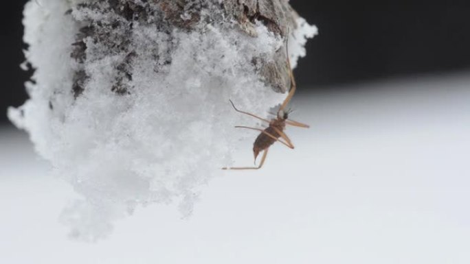 降雪期间雪上的昆虫 (Chionea lutescens)