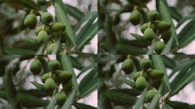 树枝上的橄榄特写镜头