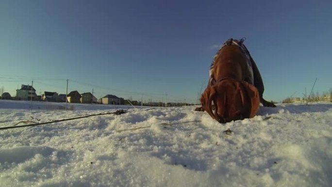 匈牙利Vizsla狗在雪地上挖了一个洞