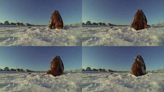 匈牙利Vizsla狗在雪地上挖了一个洞