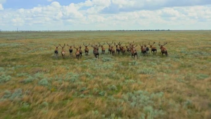 动物野生动物鹿跑公园野外羊群夏季保护区动物
