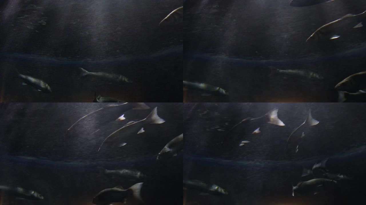 欧洲鲈鱼和镀金鲷鱼在水族馆游泳