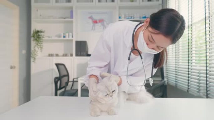 亚洲兽医在兽医诊所预约时检查猫。专业兽医医生站在检查台上，用听诊器工作，在宠物医院检查小动物小猫