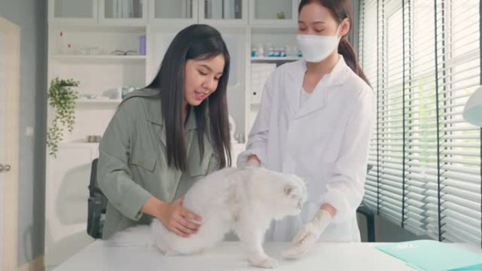 亚洲兽医在兽医诊所预约时检查猫。专业兽医医生妇女坐在桌子上，通过抚摸和安抚宠物医院的主人来检查动物。
