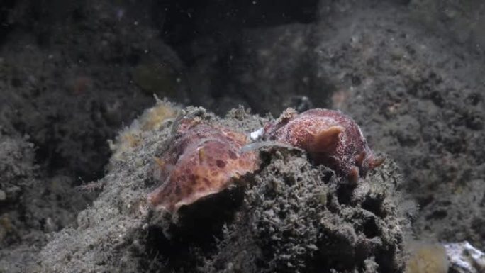 海洋科学观察在夜间潜水中发现的两种裸裸科物种。