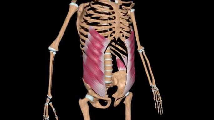 骨骼上的腹部外斜肌