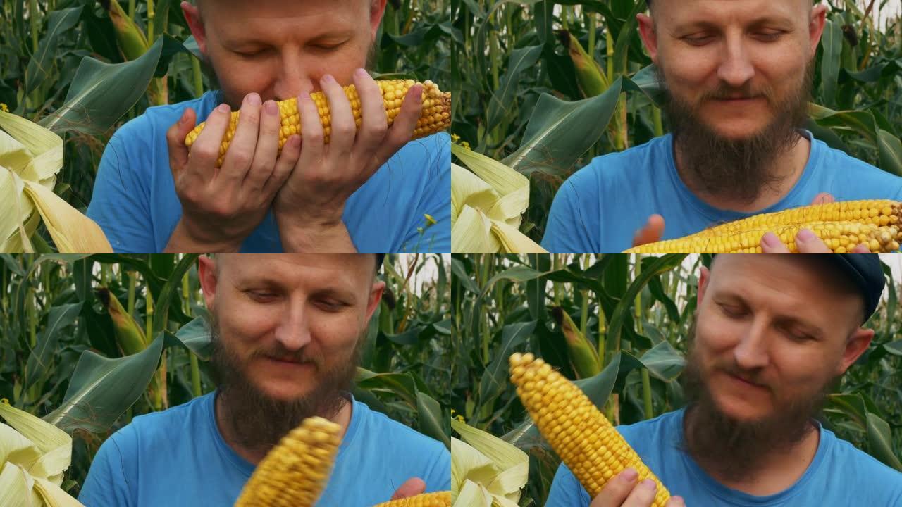 特写的大胡子男农民站在玉米田里，耳朵上有新鲜采摘的成熟玉米。吸入甜玉米的香气，喜获丰收