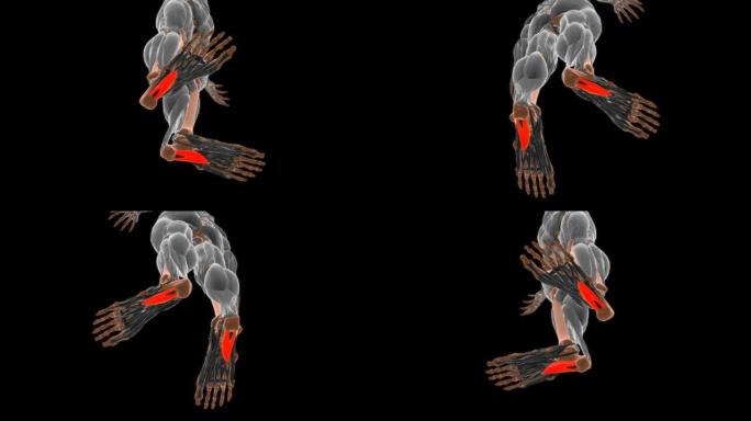 医学概念3D屈肌肌解剖